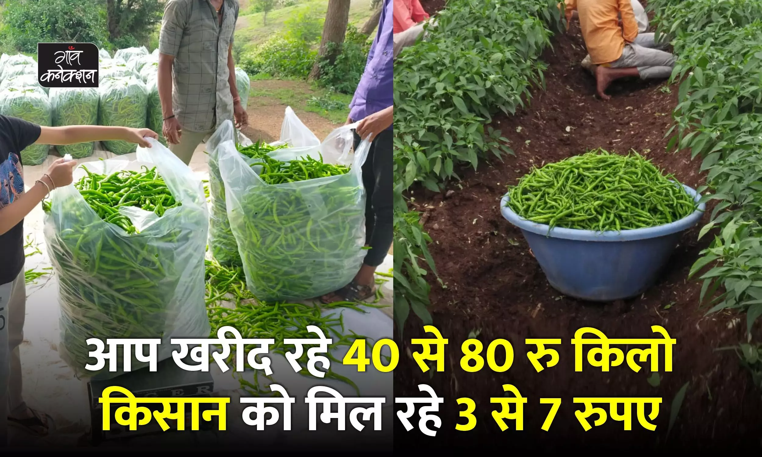हरी मिर्च का काला बाजार: खाने वाले खरीद रहे 40-80 रुपए किलो, थोक भाव 15-20 रुपए, किसान को मिल रहे 3-7 रुपए