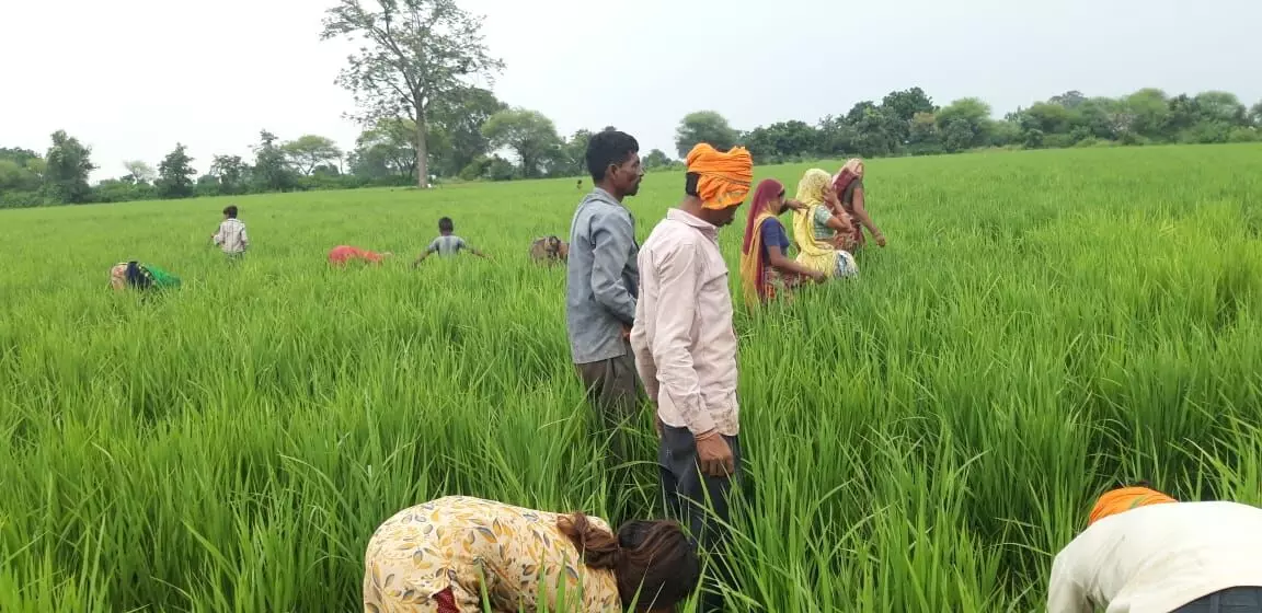 मालवा में बासमती की खेती पर दांव, उज्जैन के किसानों को मिली सफलता, इंदौर की जलवायु ने नहीं दिया साथ