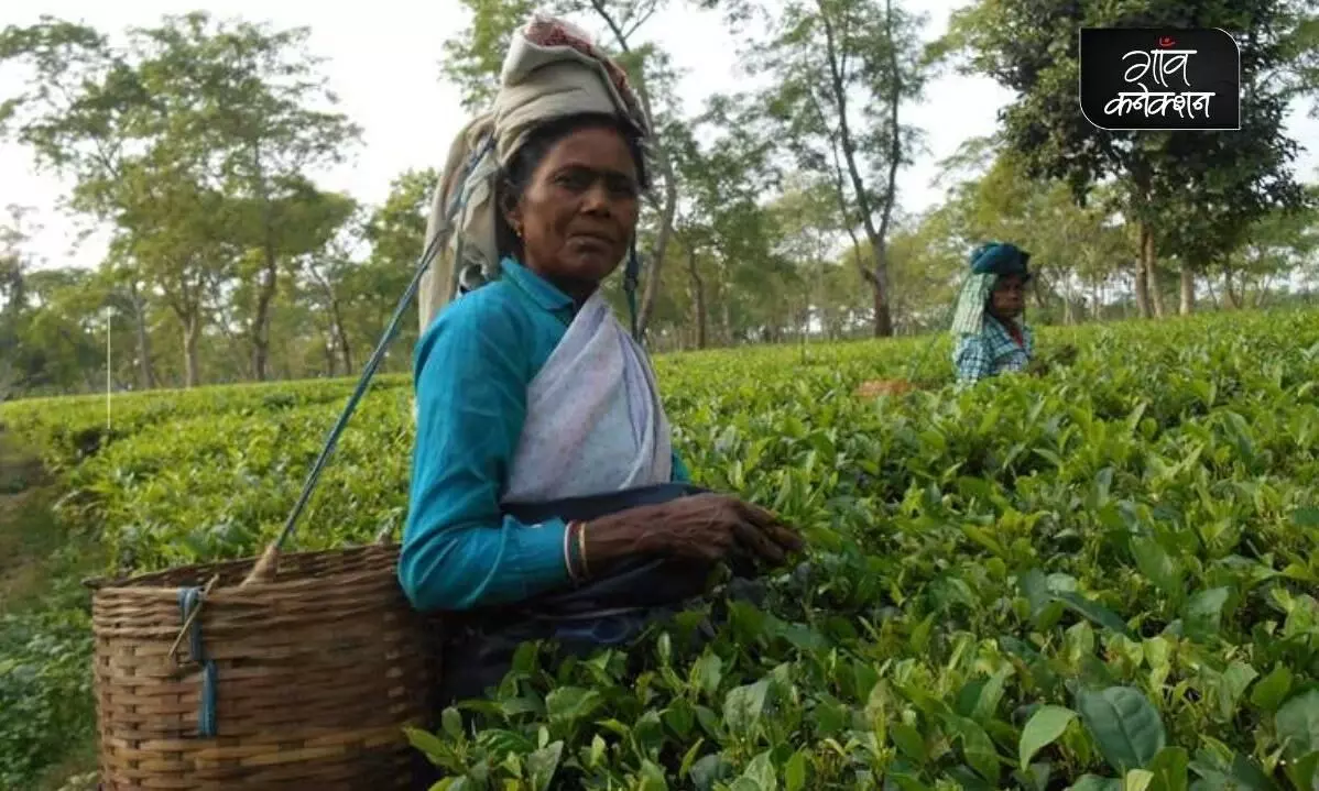 कोविड-19 और असम की महिला चाय मजदूरों में बढ़ती मानसिक स्वास्थ्य बीमारी