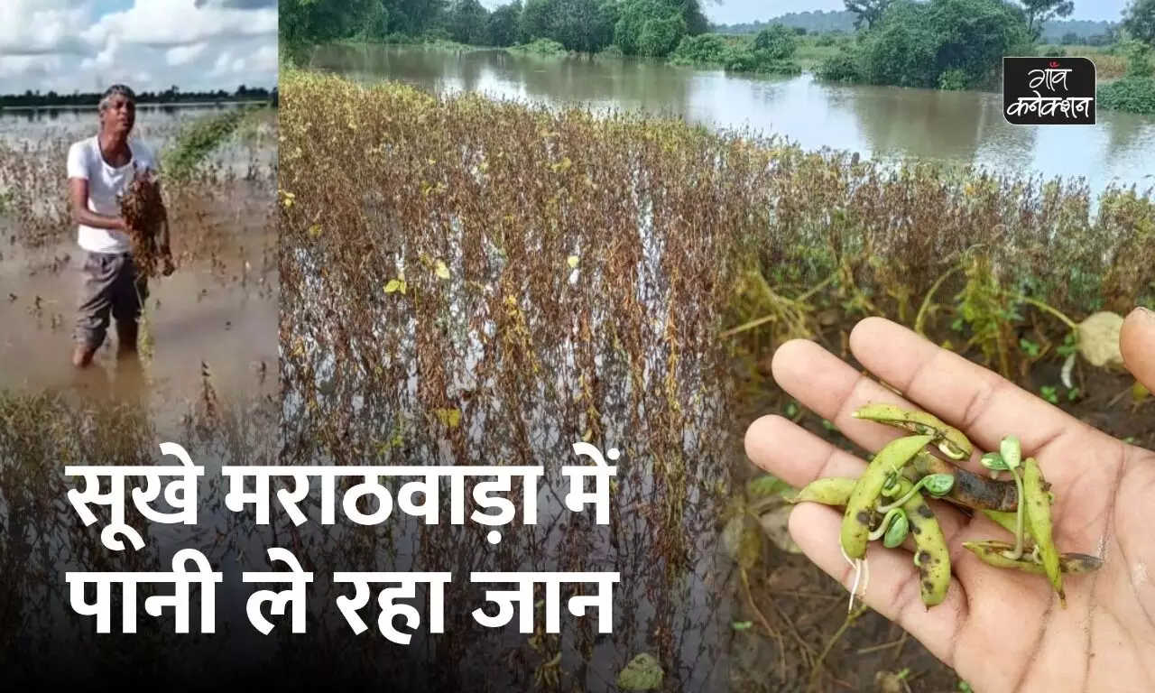 महाराष्ट्र: भारी बारिश से मराठवाड़ा में सोयाबीन और कपास की फसलें बर्बाद, किसान नेताओं को डर बढ़ न जाएं किसान आत्महत्याएं