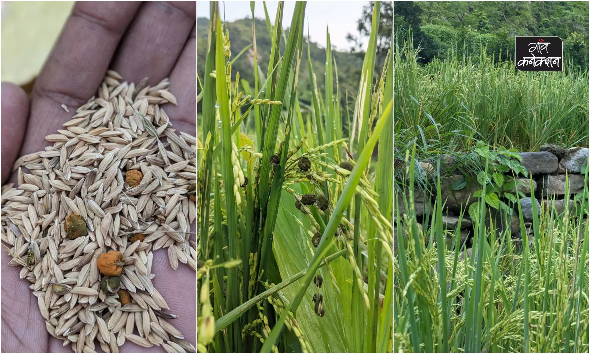 मौसम में बदलाव से धान की फसल को बर्बाद कर रहा कंडुआ रोग, इन बातों का ध्यान रखकर बचा सकते हैं फसल