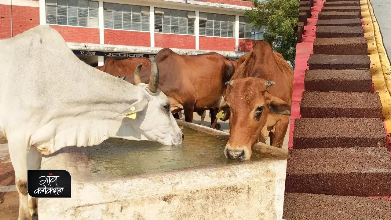 मध्य प्रदेश में तैयार हो रही पशुओं के लिए चॉकलेट, जिसे खिलाने से बढ़ेगा दूध उत्पादन,  बनेगी पशुओं की सेहत