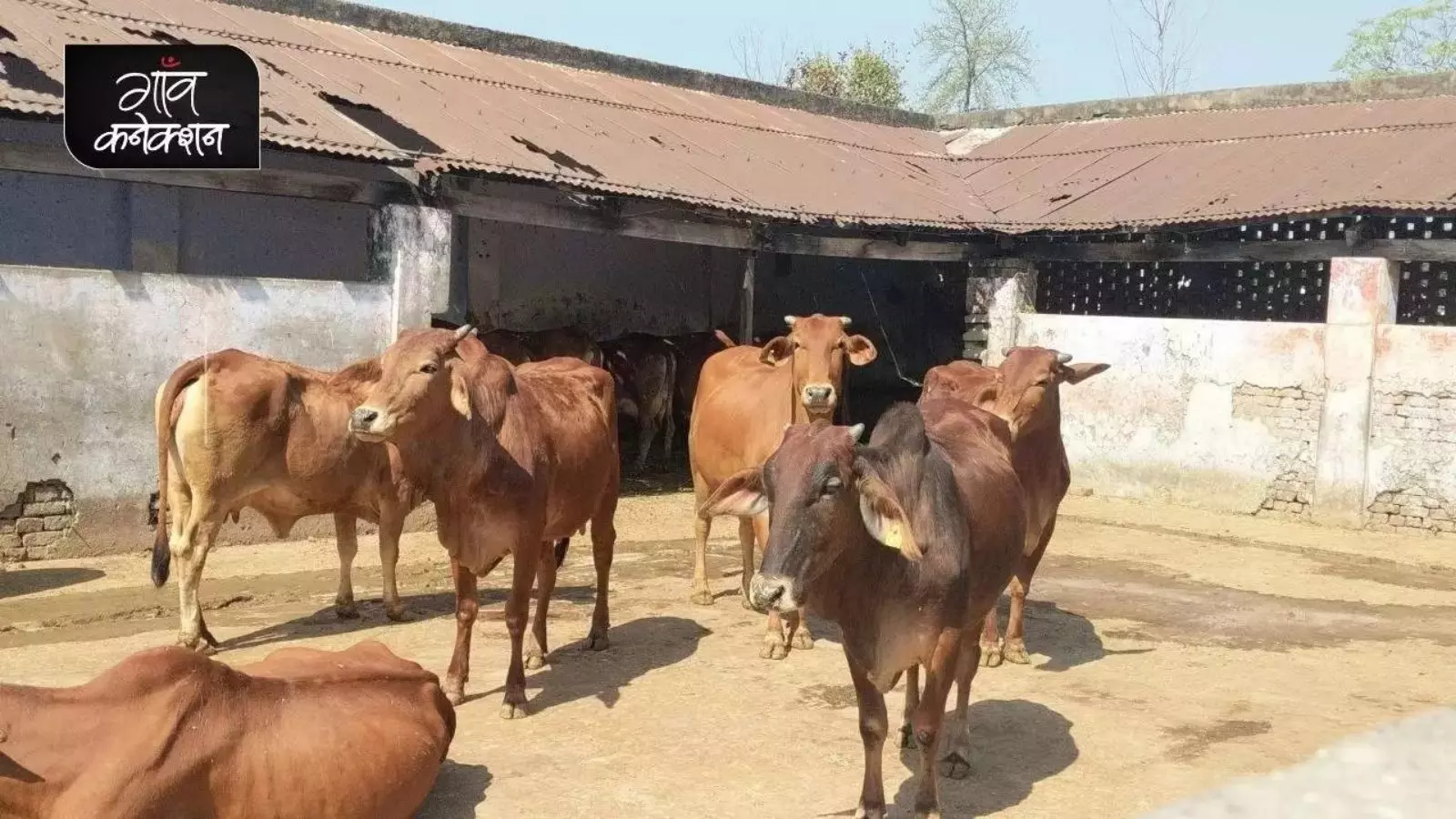 कई राज्यों के पशुओं में फैल रही है लम्पी स्किन डिजीज, इसके चपेट में आते ही गाय-भैंसों में घट जाता है दूध उत्पादन