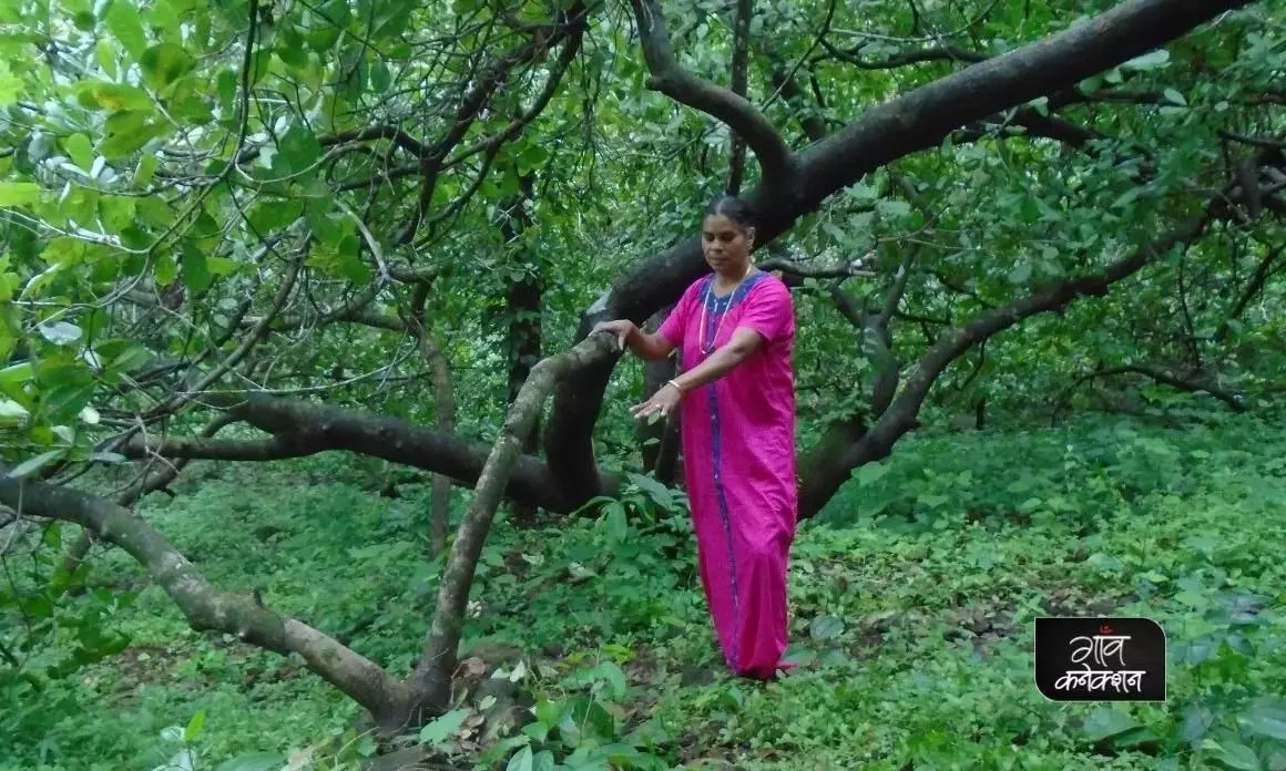 काजू के पेड़ों को चक्रवाती तूफान और कीटों के प्रकोप से बचा सकती है महिला किसान की अनूठी तकनीक