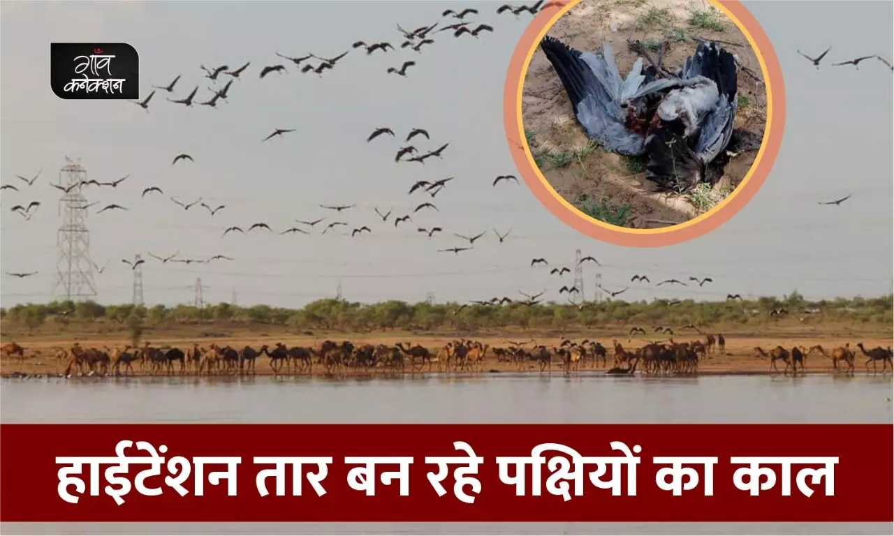 राजस्थान: थार में हाइटेंशन तार कर रहे विदेशी पक्षियों का स्वागत और उपहार में मिल रही मौत