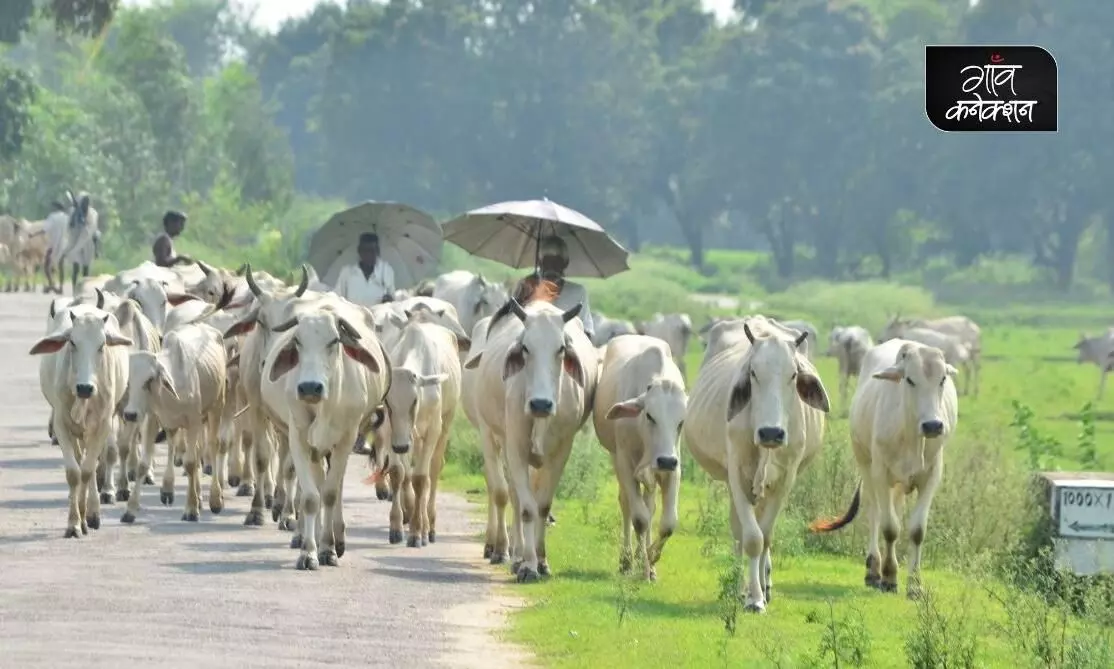 अपने ही क्षेत्र से ही न गायब हो जाएं देसी गायों की कई नस्लें