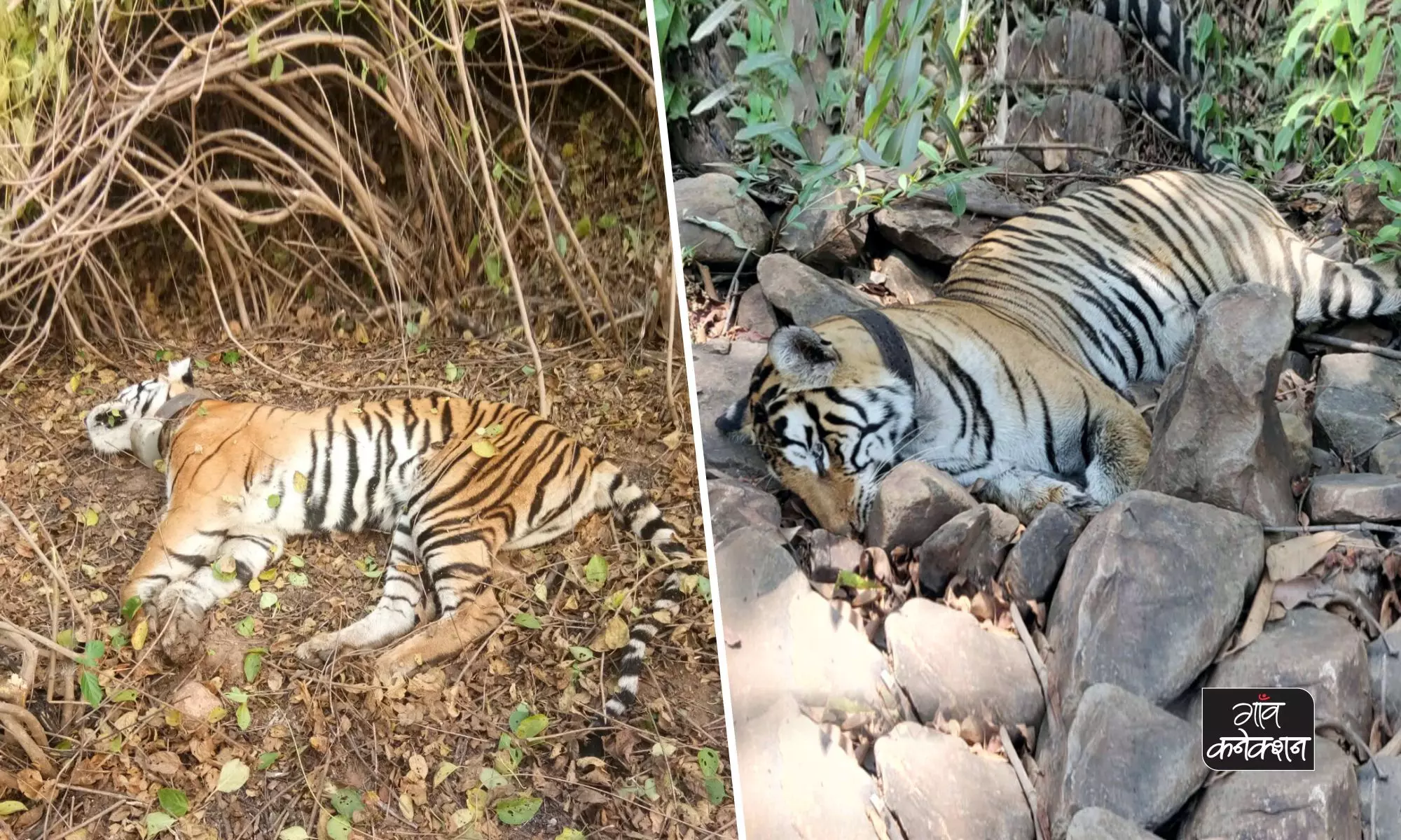 मध्य प्रदेश में 10 दिनों में 2 बाघों के शव मिलने से खलबली, क्या बच पाएगा टाइगर स्टेट का दर्ज़ा?