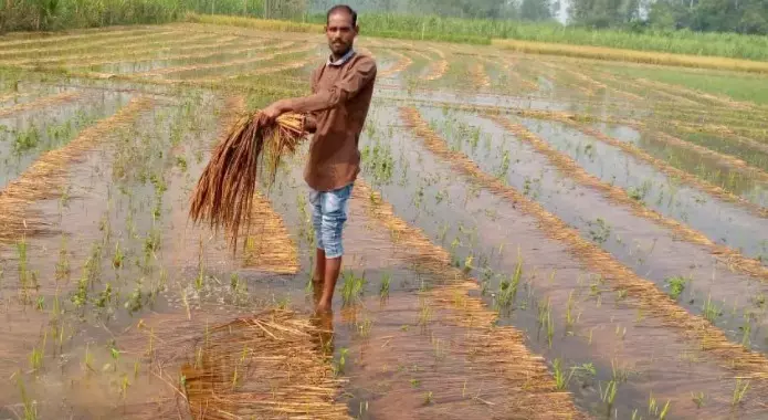 यूपी में बारिश से 10 % से ज्यादा धान की फसल को नुकसान, 1.24 लाख किसानों को इसी महीने फसल बीमा का मुआवजा देने के निर्देश
