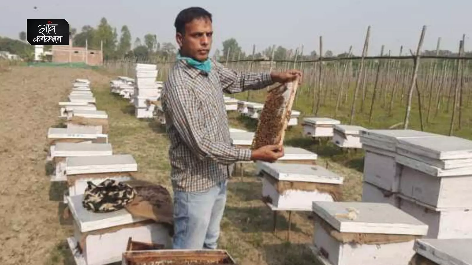 खेती का उत्पादन बढ़ाना है? मधुमक्खियों की मदद लीजिए