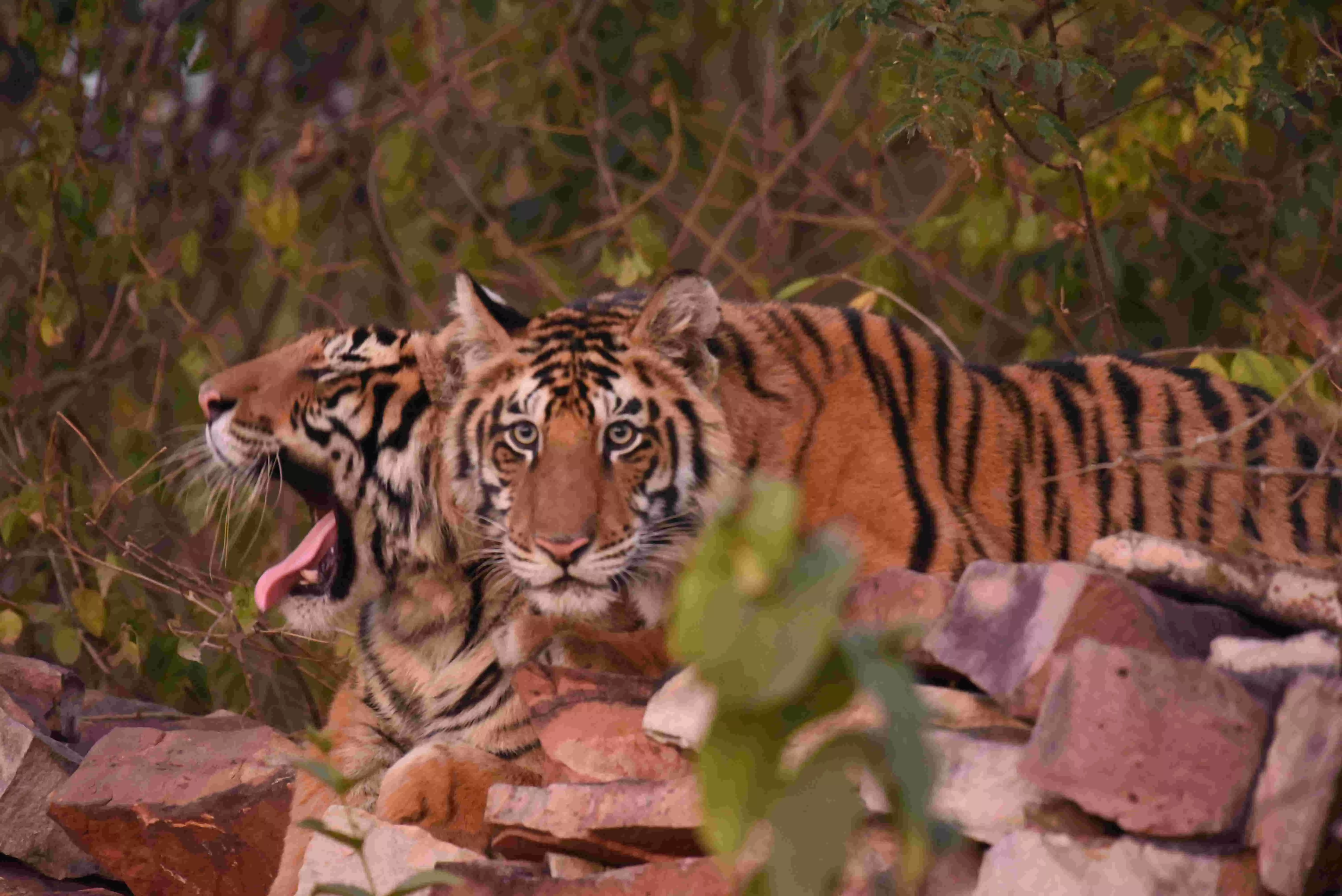 जंगल की रोचक कहानी: चार अनाथ बाघ शावकों ने कैसे जीती जिंदगी की जंग?