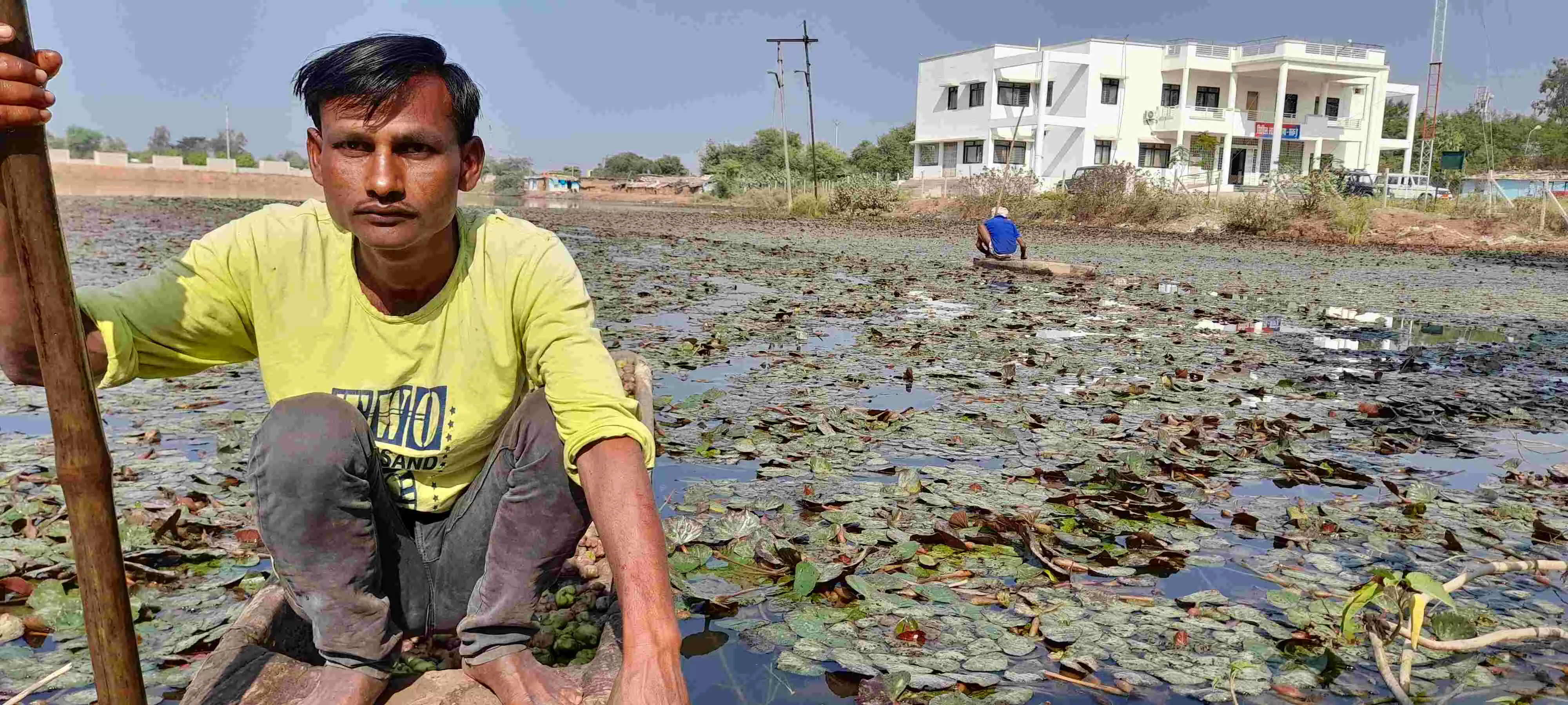 मध्य प्रदेश:  35 सालों में 8 से 80 रुपए सैकड़ा बिकने लगा सिंघाड़ा लेकिन किसानों की माली हालत जस की तस