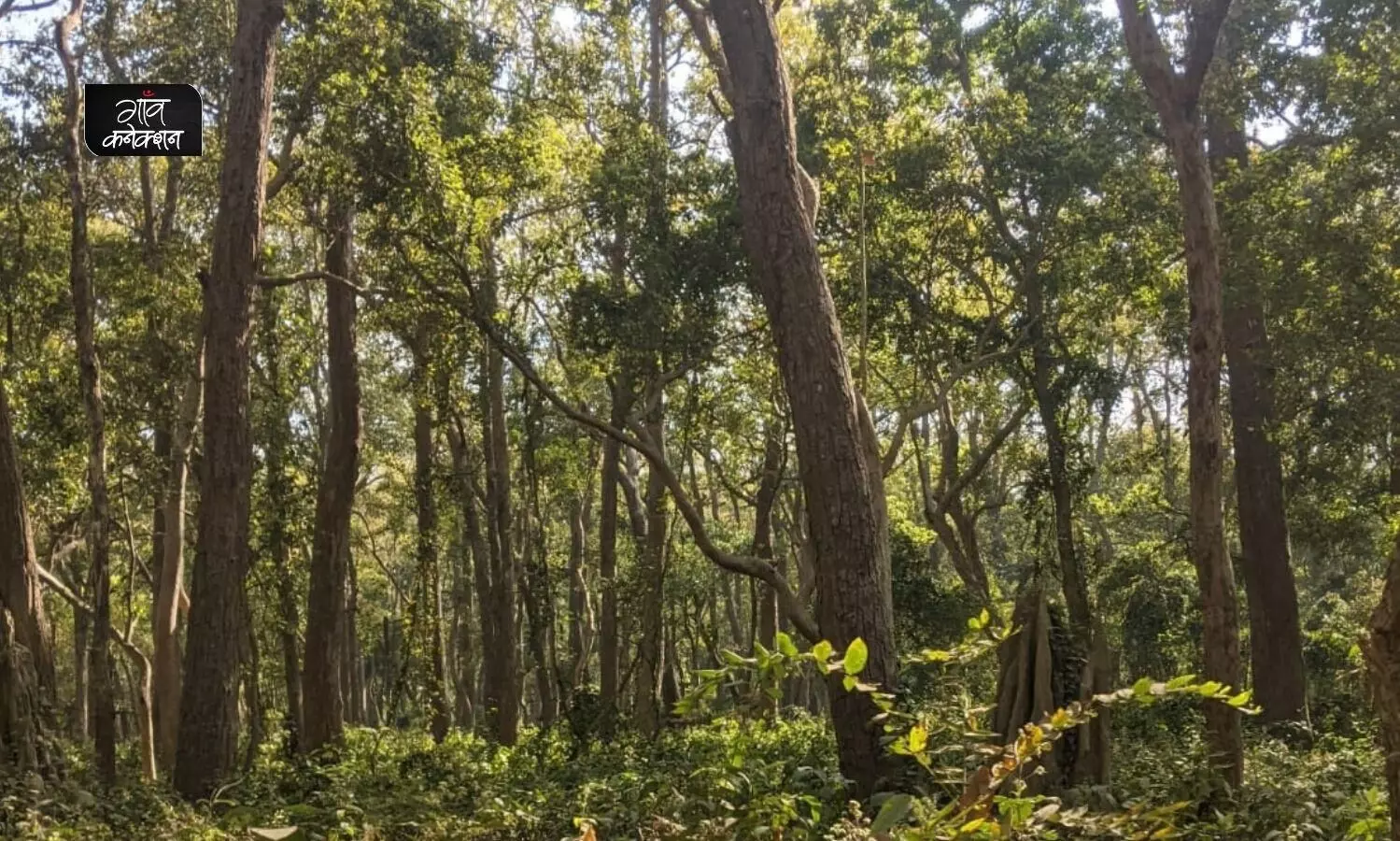 वन सर्वेक्षण रिपोर्ट 2021: देश में 2,261 वर्ग किमी बढ़ा वन क्षेत्र, आंध्र प्रदेश में हुई सबसे ज्यादा वृद्धि