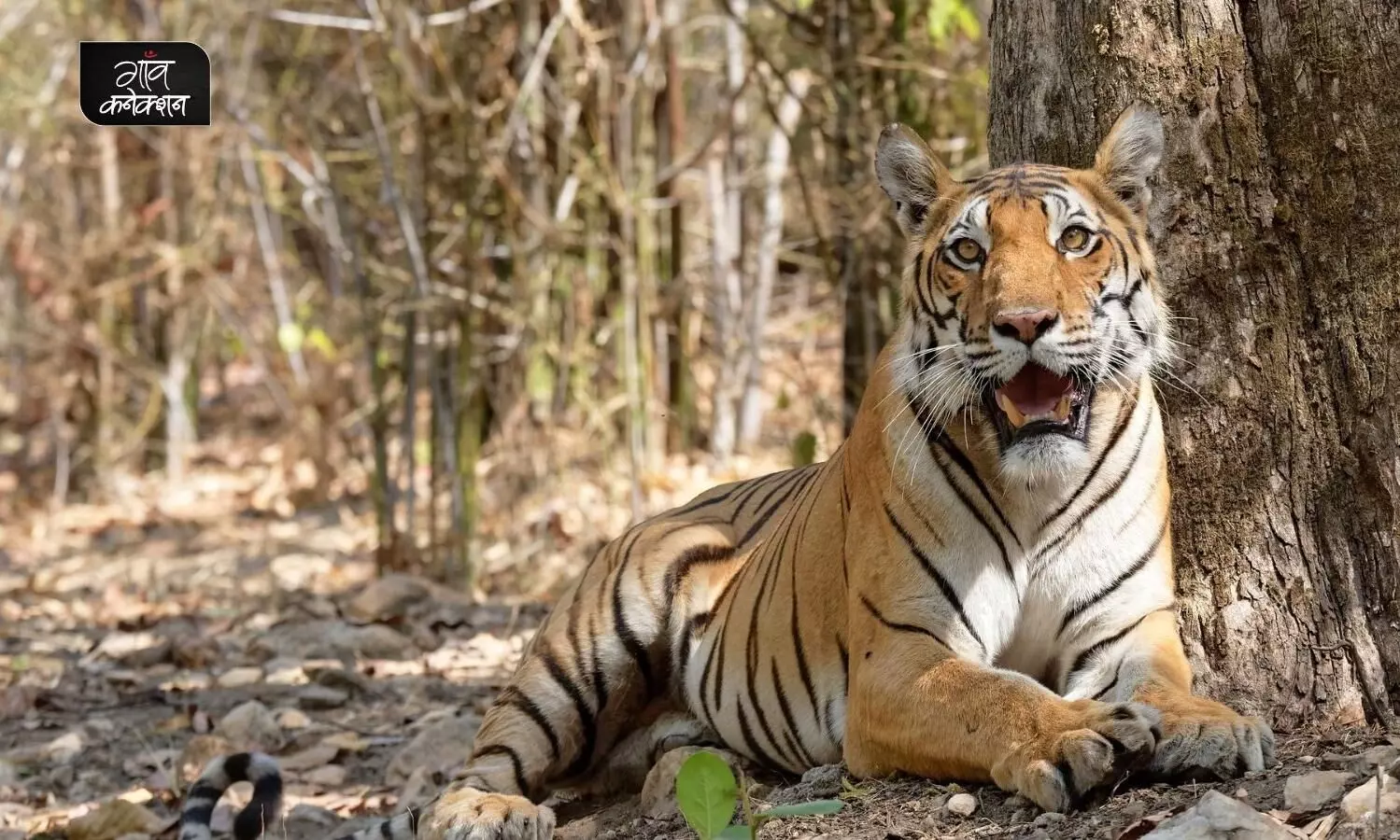 बाघों की संख्या दोगुनी करने के लिए भारत के बाघ अभयारण्य को मिला प्रतिष्ठित पुरस्कार