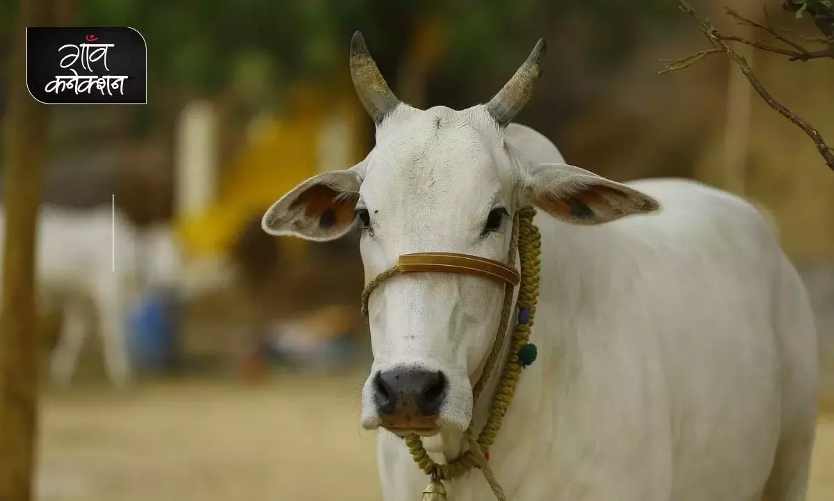 भारतीय जलवायु के अनुकूल नहीं क्रॉस ब्रीड गाय, एक बार फिर देसी किस्मों की ओर लौटना होगा