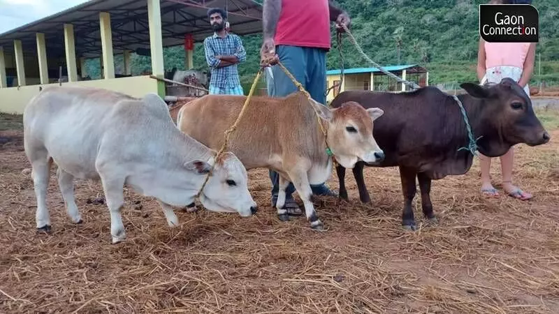 Cow shelter in Andhra Pradesh on a mission to conserve a dwarf cow breed