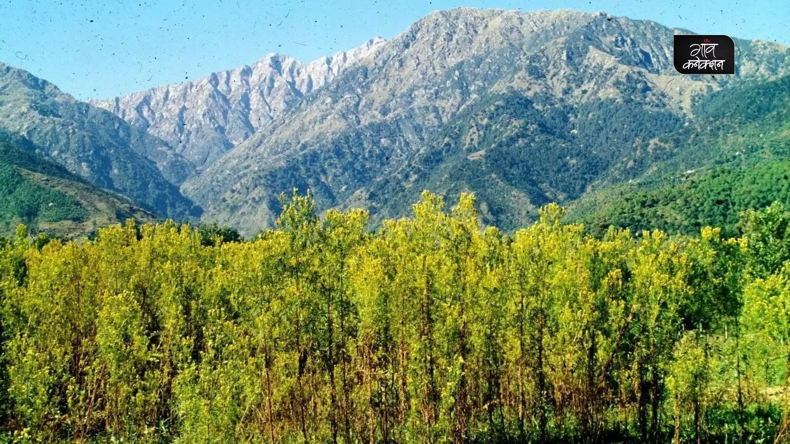 हिमाचल प्रदेश के पहाड़ी क्षेत्रों में होगी औषधीय और सुगंधित पौधों की प्राकृतिक खेती