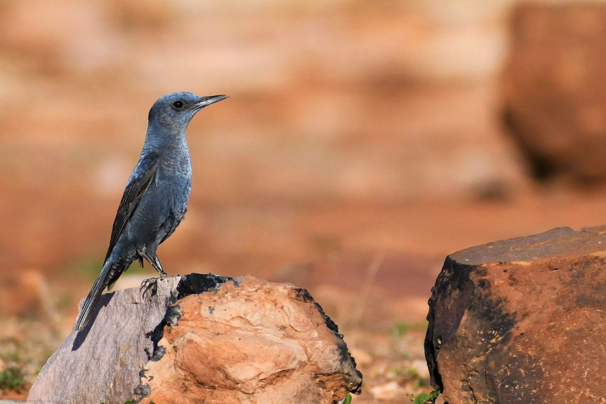 मध्य प्रदेश का पन्ना टाइगर रिजर्व दुर्लभ पक्षियों का घर, सर्वेक्षण में मिले 247 प्रजाति के पक्षी