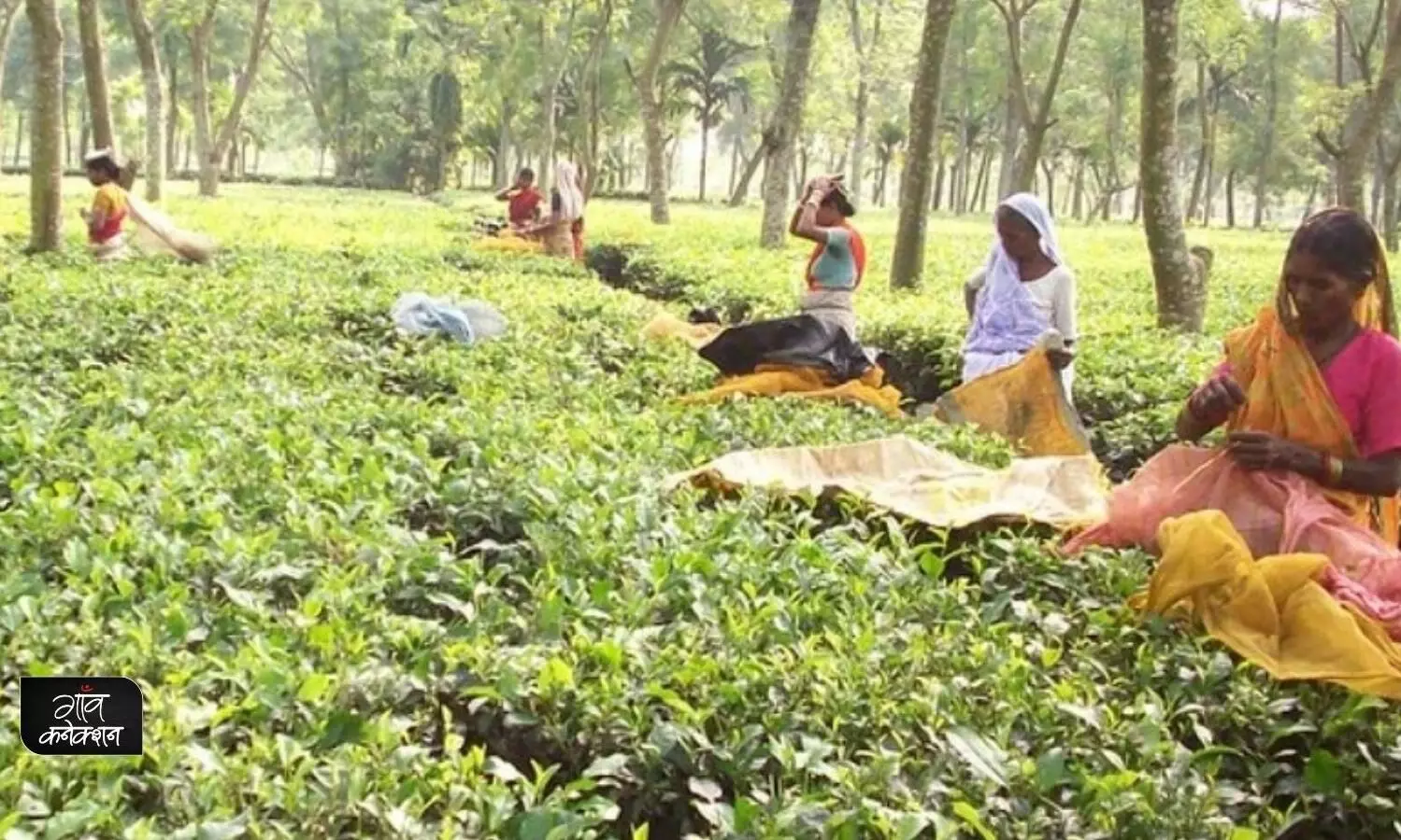 बिहार का दार्जिलिंग है किशनगंज, जहां होती है चाय की खेती