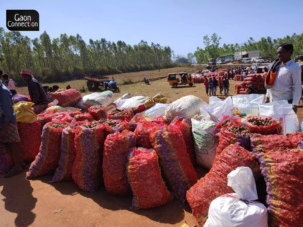 Organic ginger prices crash leaving farmers in Koraput in distress