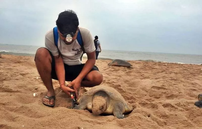 Odisha: Zoological Survey of India tags 6,500 Olive ridley sea turtles to know more about the endangered species