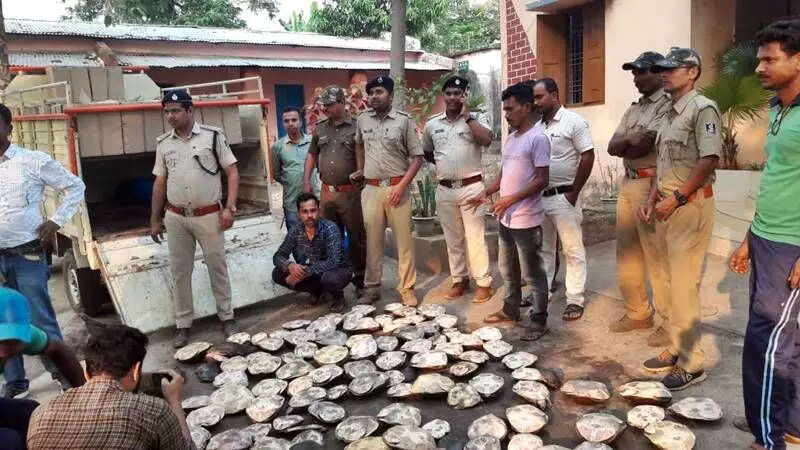 Odisha: Turtle smuggling racket busted, 140 reptiles seized in Malkangiri