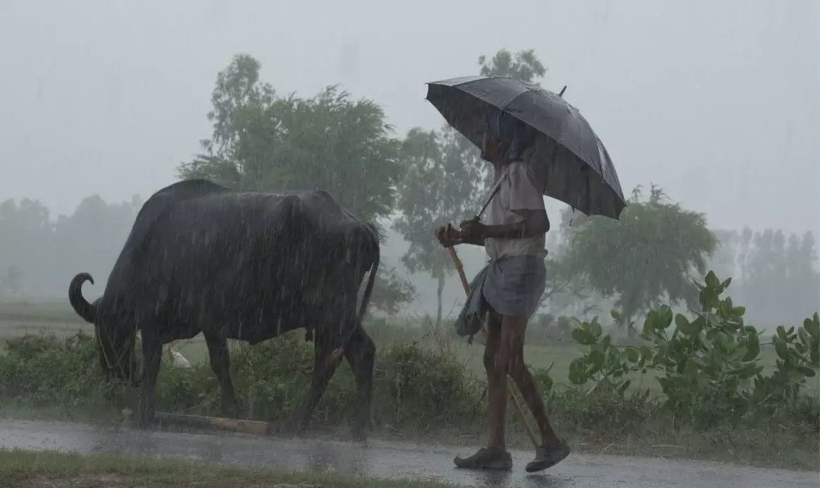 India to receive normal monsoon rainfall this year: IMD