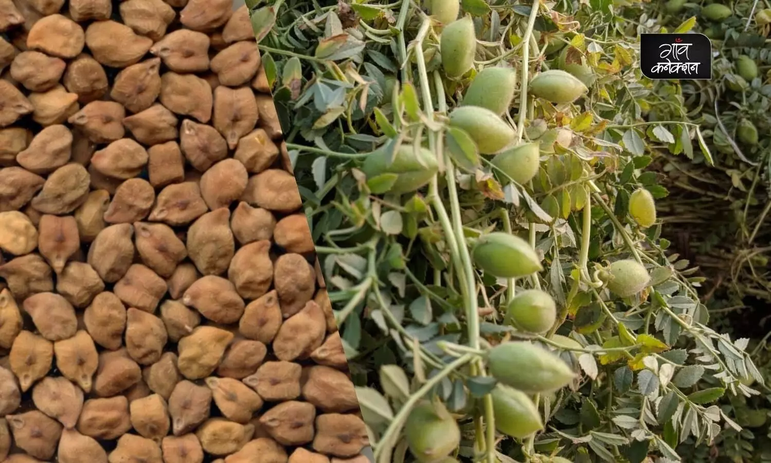 मध्य प्रदेश: अब एमएसपी पर हर दिन 40 क्विंटल चना बेच सकेंगे किसान