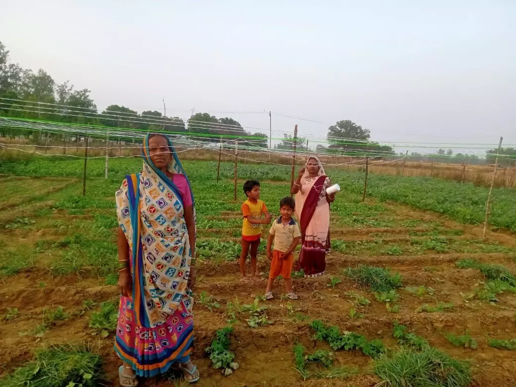 Rural women ditch traditional farming methods to tackle wild animal menace and water logging in flood prone areas