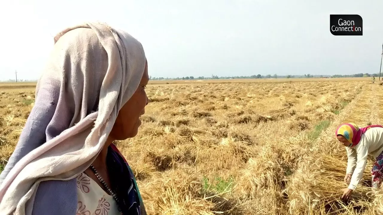 Rising exports, low procurement and a drop in wheat yield: Is India headed for a wheat shortage?