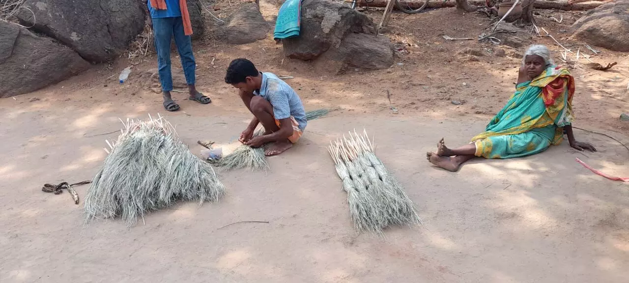 How a creeper plant helps tribals in Odisha eke out a living