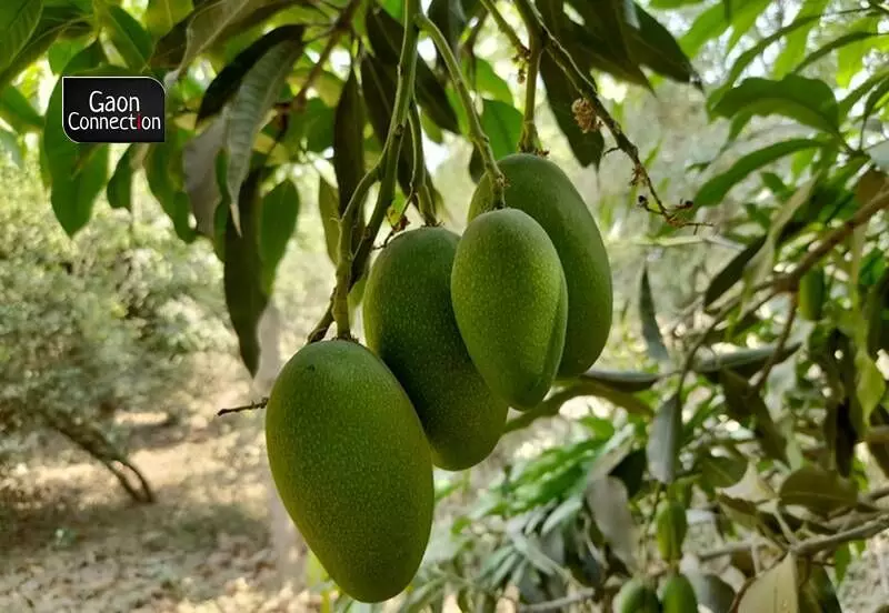 Mango production in India to be hit due to early arrival of heatwaves