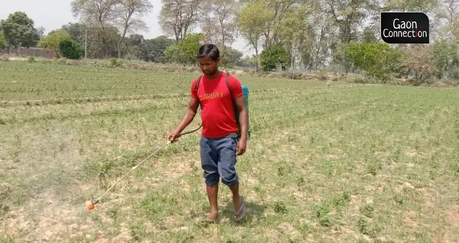 Peppermint farmers in UP lose their cool as the rising heat brings more pests that threaten the cash crop
