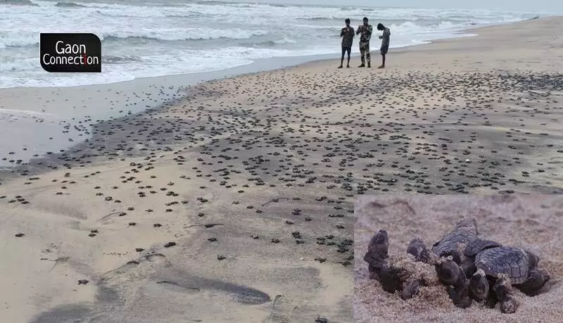 Odisha: After record nesting, millions of endangered Olive ridley sea turtles begin to hatch out of eggshells