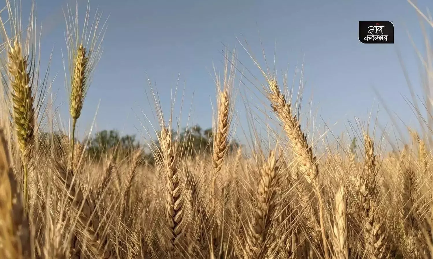 India prohibits wheat exports: Is it too little, too late?