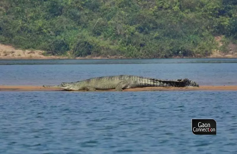 Good news on gharial conservation from Satkosia wildlife sanctuary in Odisha
