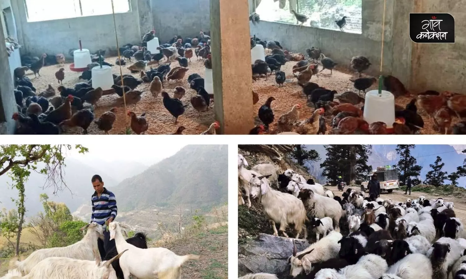 उत्तराखंड: भेड़, बकरी, सुअर और मुर्गी पालन के लिए मिलेगी 50% सब्सिडी, जानिए क्या है योजना