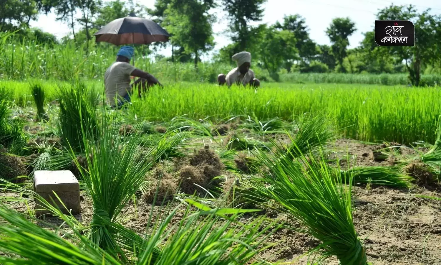 भारत मौसम विज्ञान विभाग का पूर्वानुमान, जानिए किसानों के लिए इस बार कैसा रहेगा मानसून