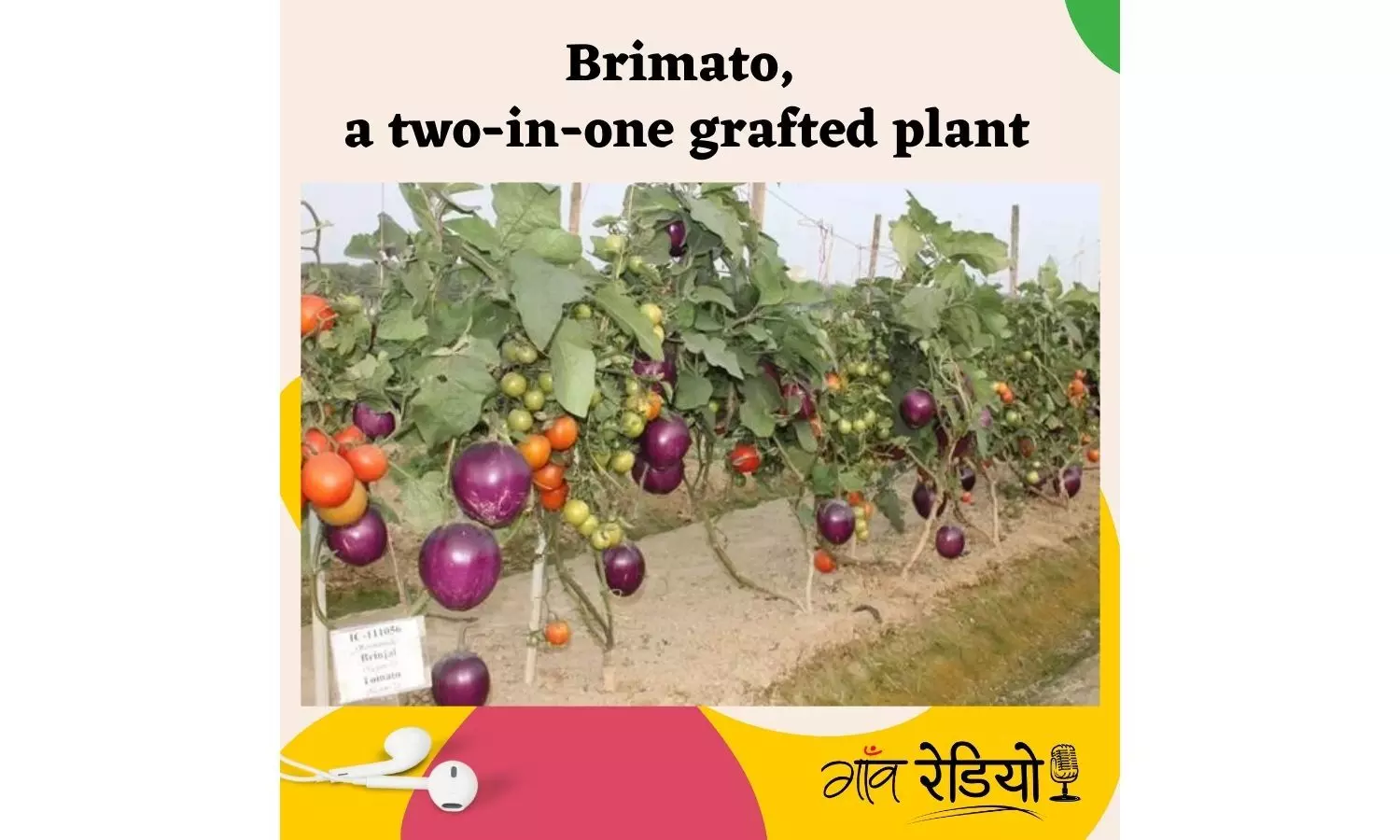 Gaon Radio: Hear out the story of Brimato — a two-in-one grafted plant that grows both tomato and brinjal