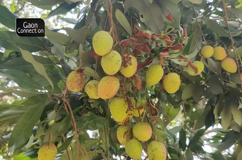 After wheat and mango, it is litchi that takes a hit due to the early arrival of heatwaves this year