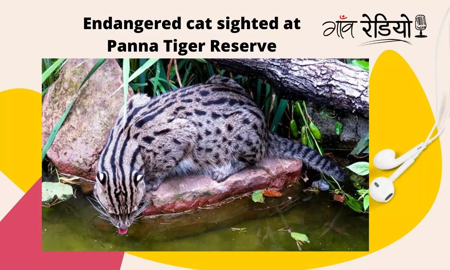 Gaon Radio: In rare sighting, endangered fishing cat captured on camera at Panna Tiger Reserve
