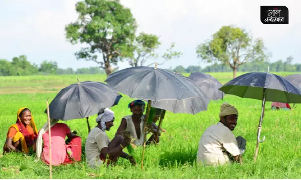 कृषि विशेषज्ञों की सलाह: मौसम को देखते हुए किसानों को शुरू कर देनी चाहिए धान की नर्सरी की तैयारी