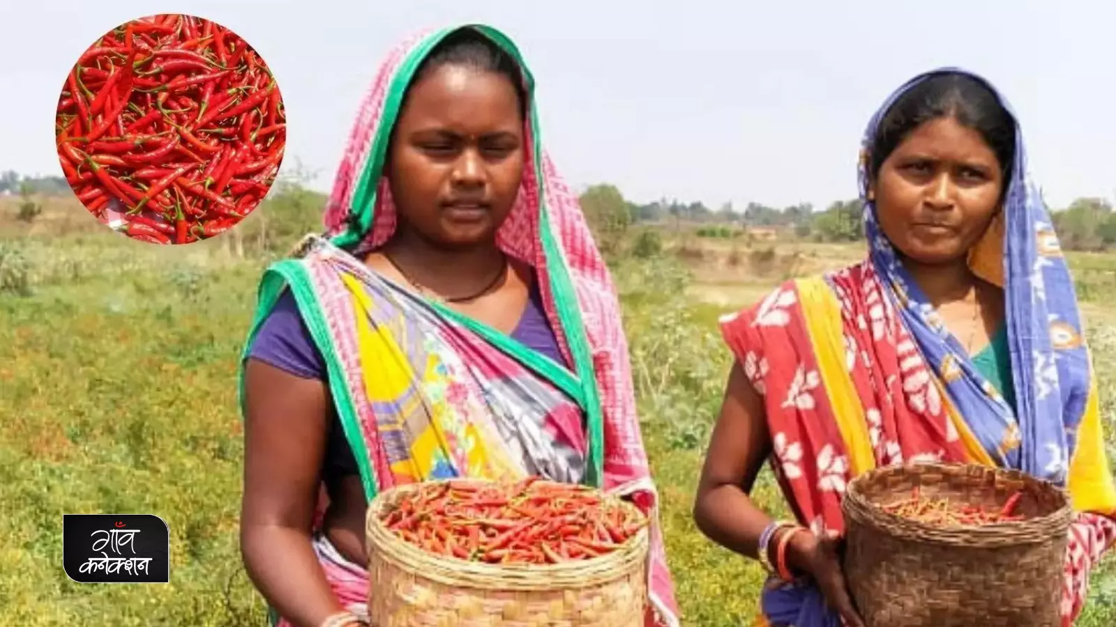 ओडिशा: कुचिंडा के किसानों के जीवन में मिठास ला रही तीखी मिर्च