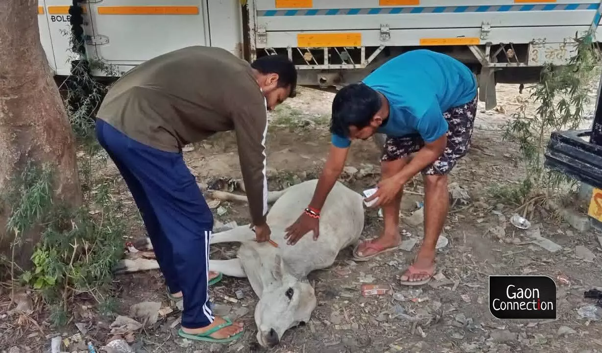 Uttar Pradesh: A few good men in Sitapur  provide medical aid to stray animals