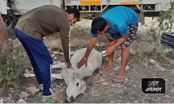 उत्तर प्रदेश: सीतापुर में कुछ लोग जानवरों के लिए बने फरिश्ते, घायल आवारा पशुओं का करते हैं इलाज