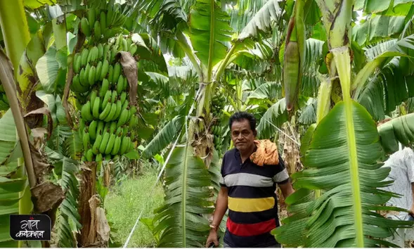 धान-गेहूं नहीं अब केला की खेती से मुनाफा कमा रहे किसान
