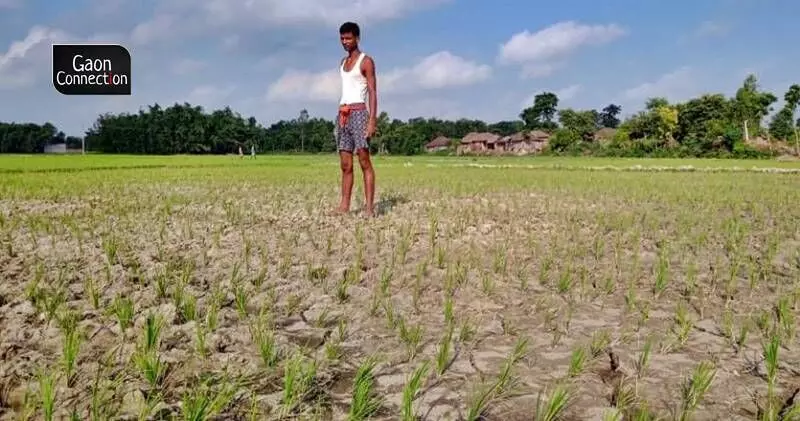 While large parts of the country reel under floods, drought like conditions stare farmers in Uttar Pradesh, Bihar and Jharkhand