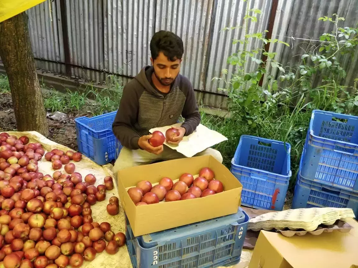 कम बारिश और सूखे जैसे हालात से कश्मीरी सेब उत्पादन पर पड़ा असर