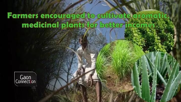 Crop diversification and raising farmers incomes through medicinal and aromatic plants