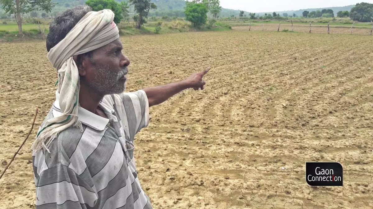 Fear of drought looms large over Bundelkhand; paddy and pulses crops affected