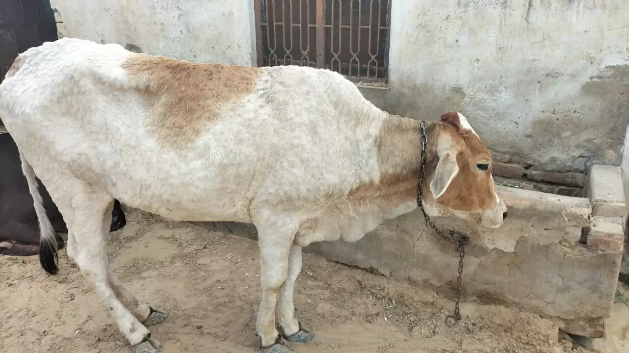 राजस्थान, गुजरात जैसे कई राज्यों में लम्पी स्किन डिजीज से हो रही पशुओं की मौत, पशुपालकों के सामने आजीविका का संकट